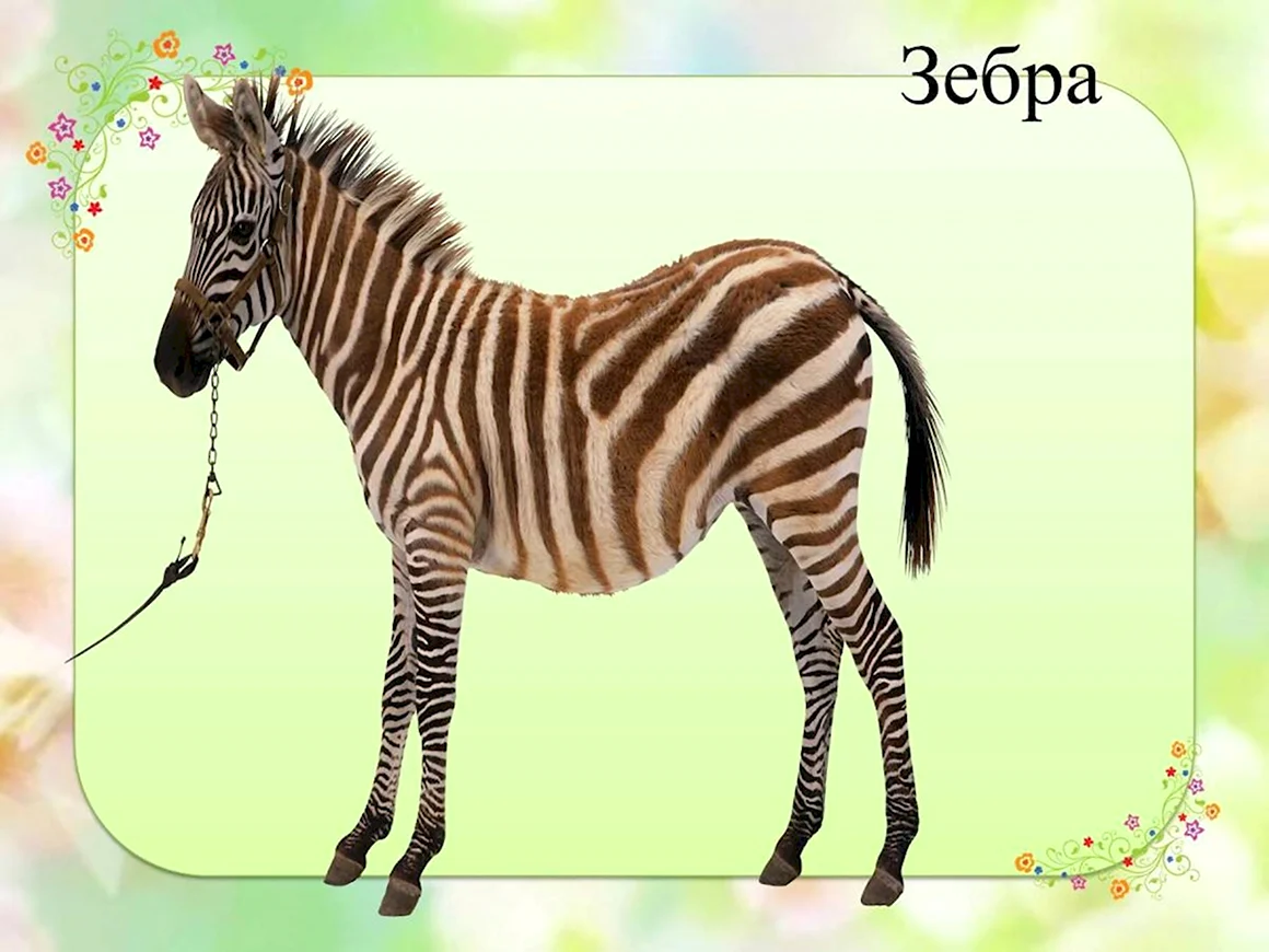 Животные жарких стран
