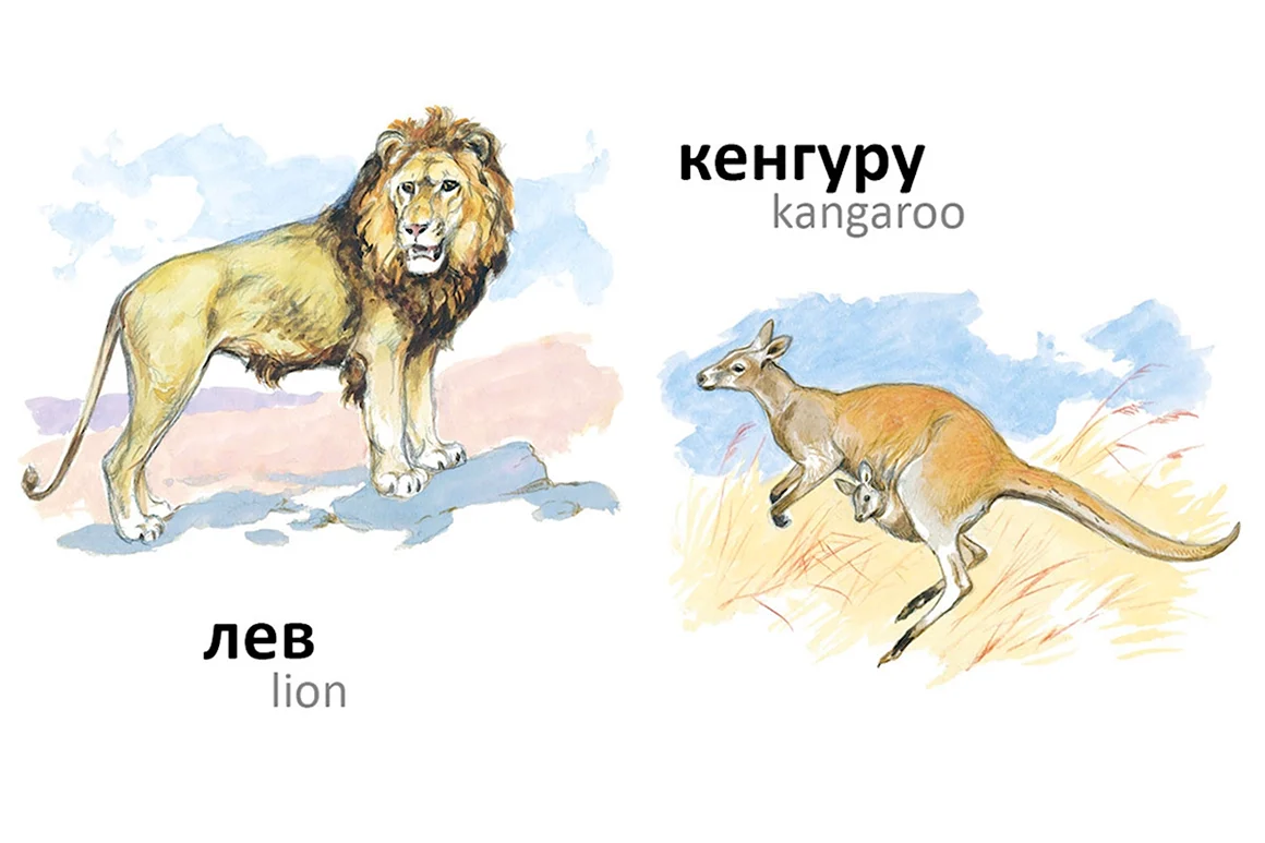 Животные жарких стран для детей