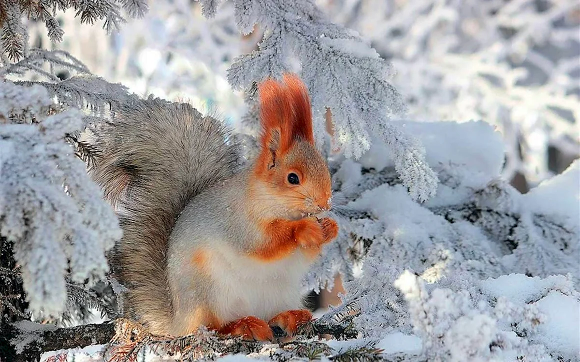 Животные зимой