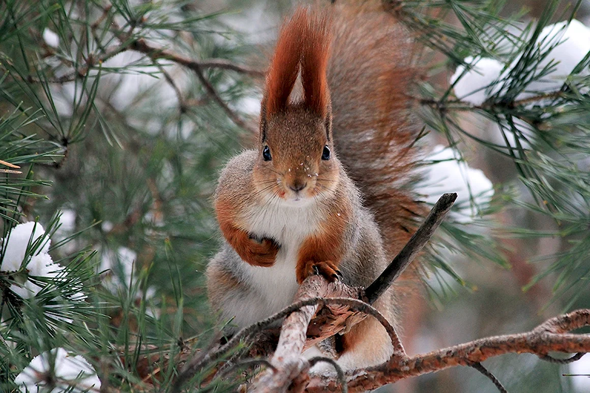 Животные зимой