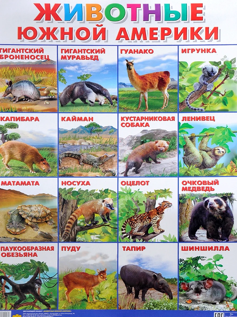 Животныеюжноц Америки