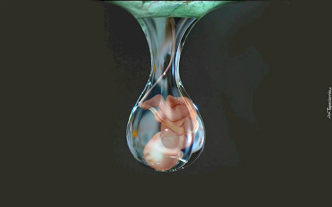 Жизнь в капле воды