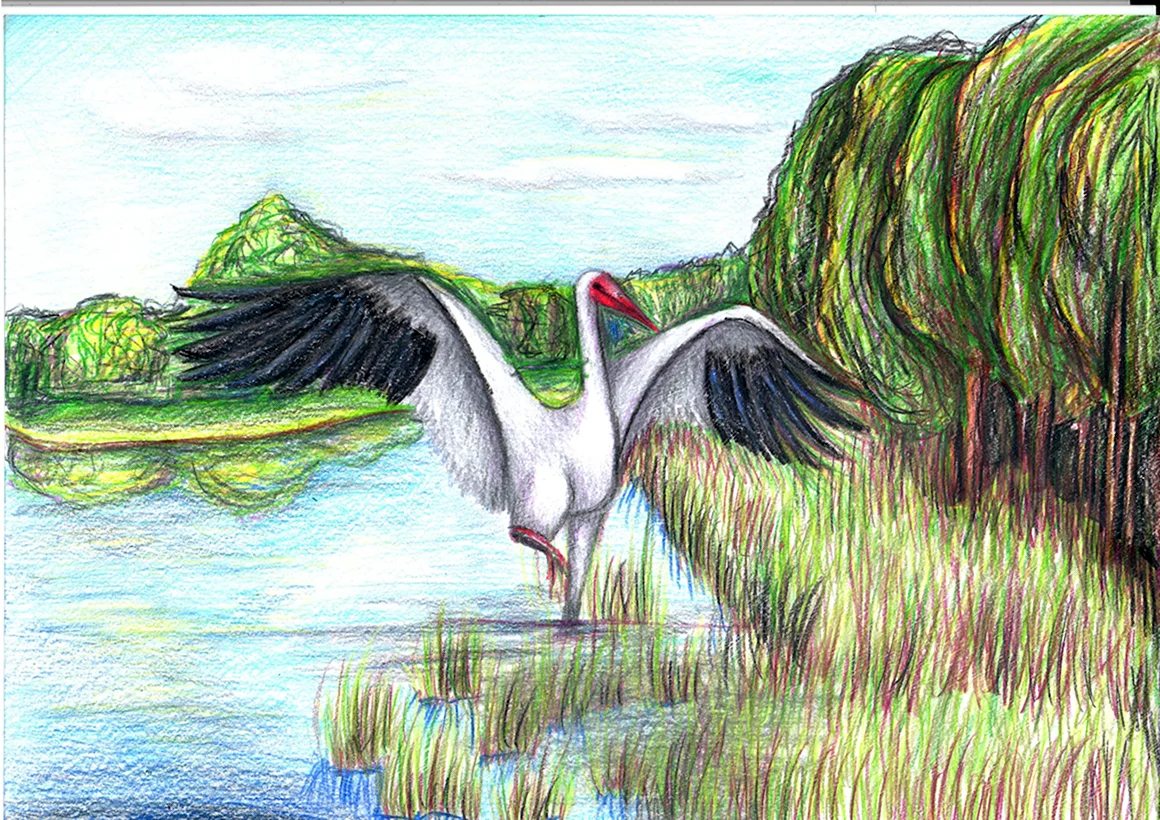 Журавль рисунок