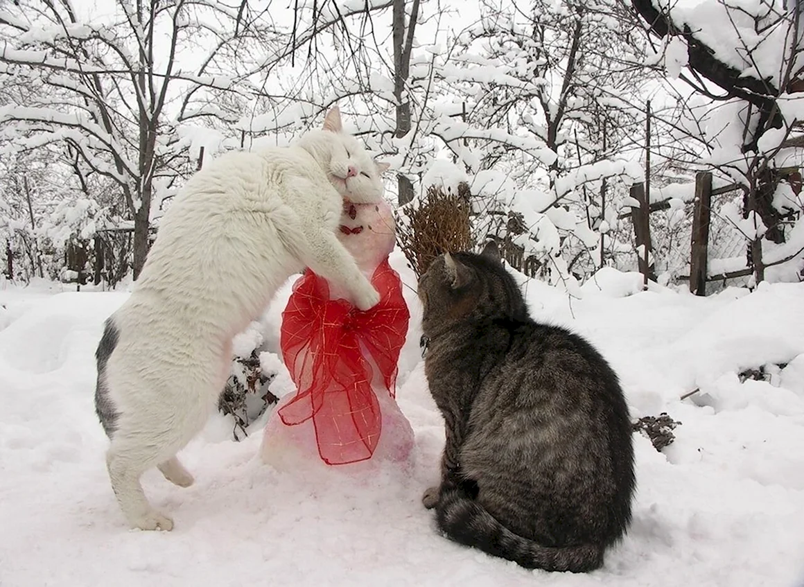 Зима юмор