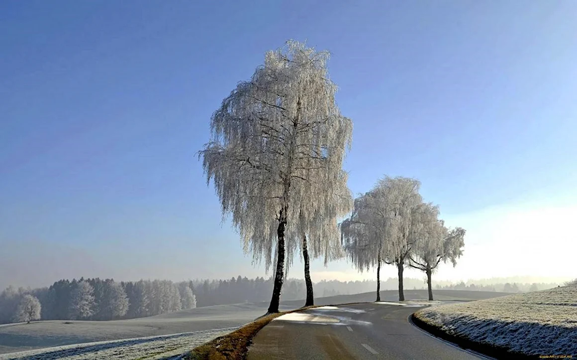 Зимняя береза