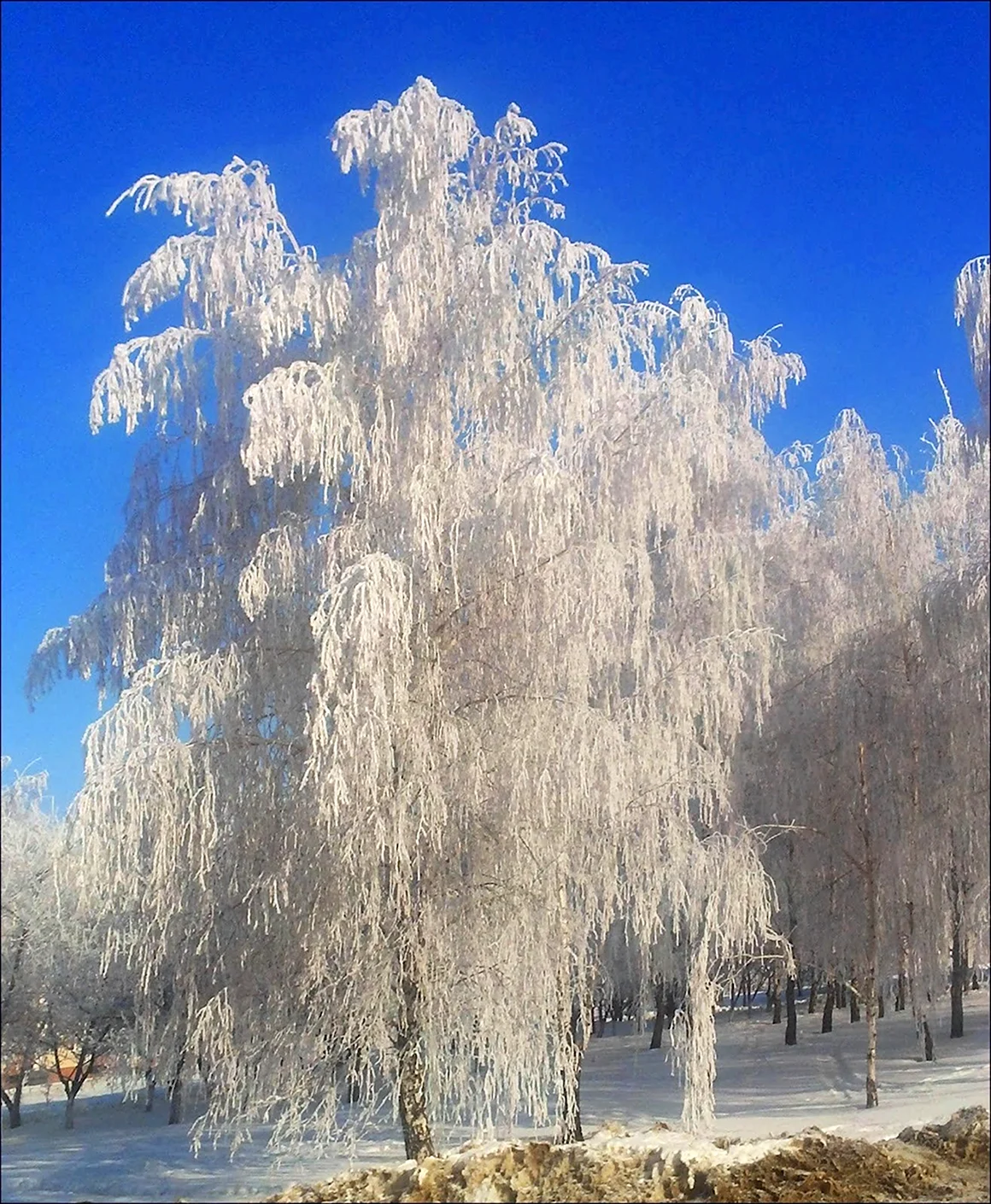 Зимняя береза
