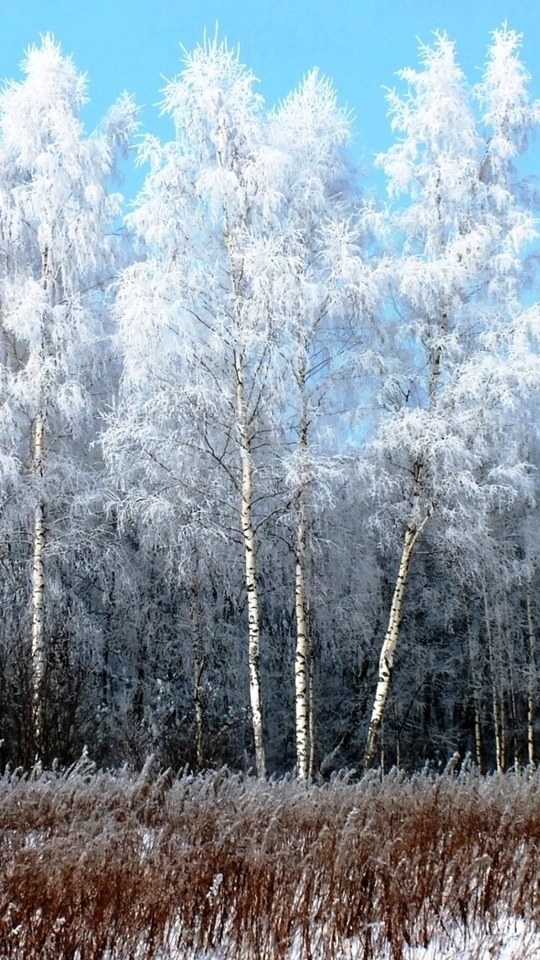 Зимняя береза