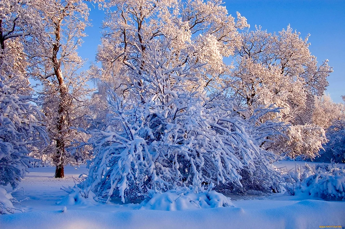 Зимняя природа