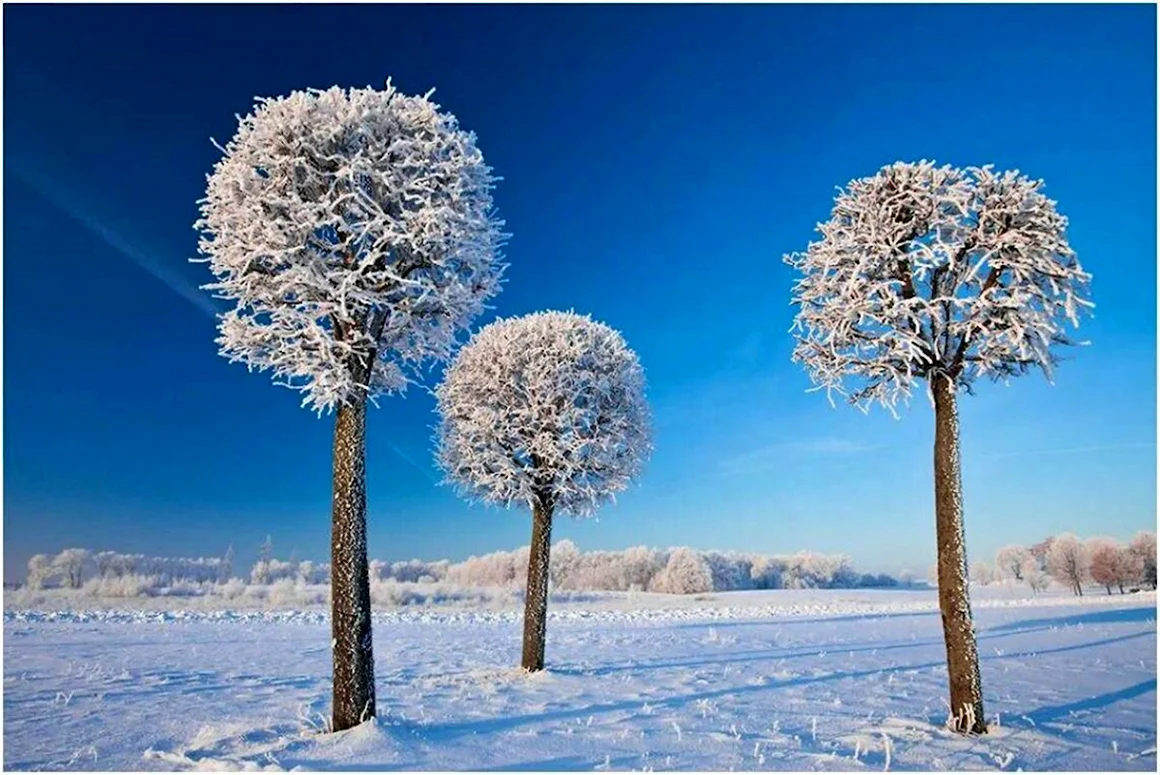 Зимние деревья