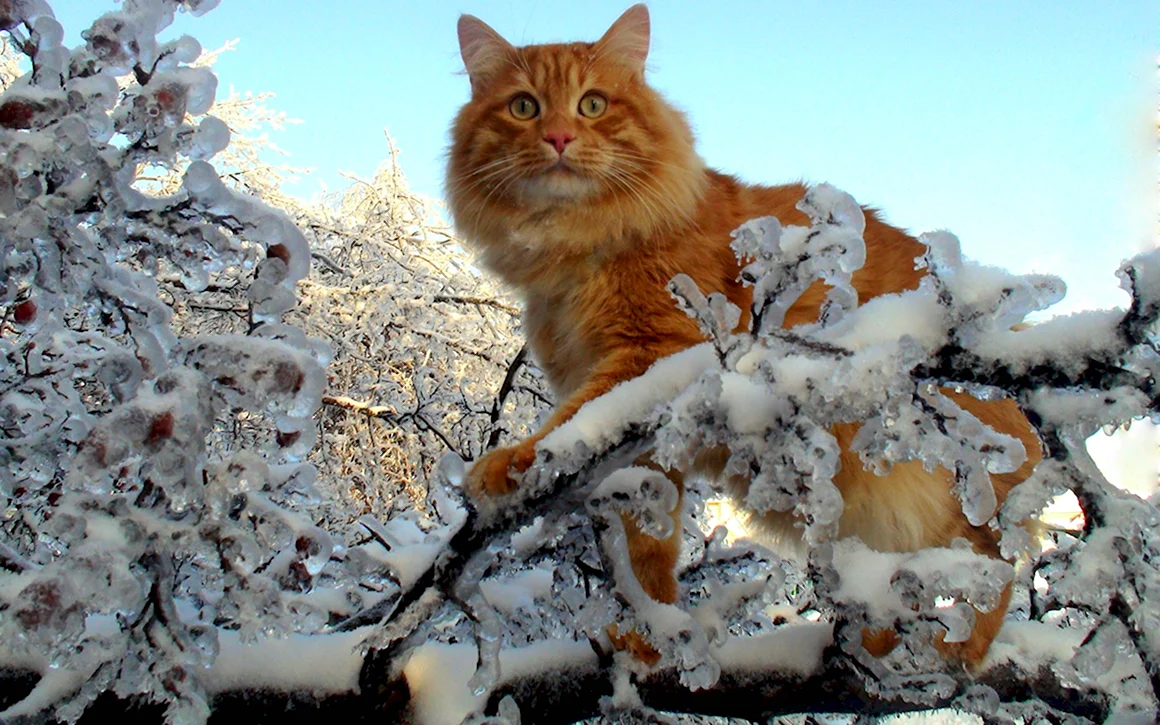 Зимние котики