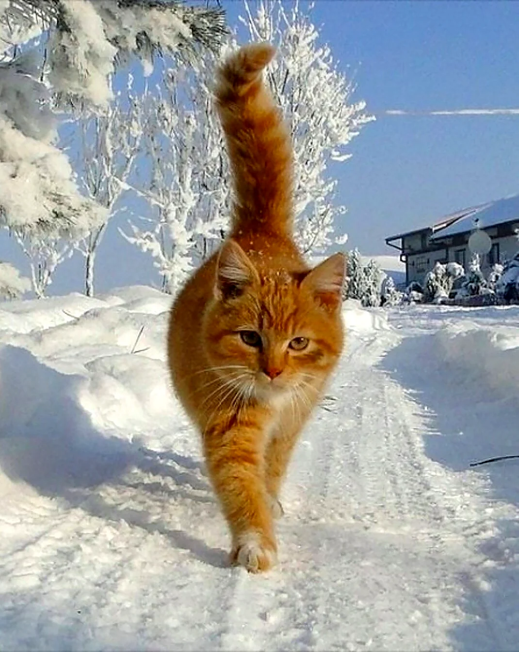 Зимние коты