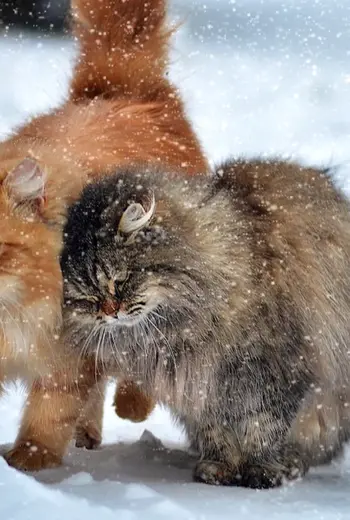 Зимние коты