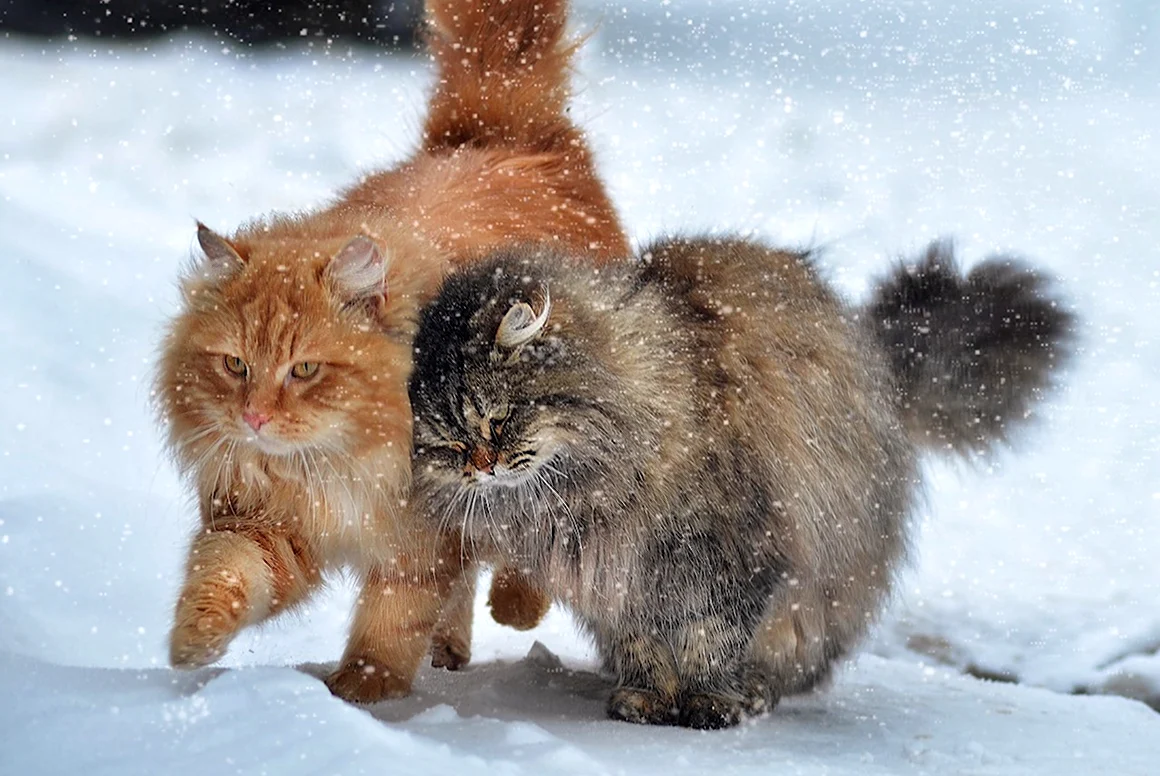Зимние коты