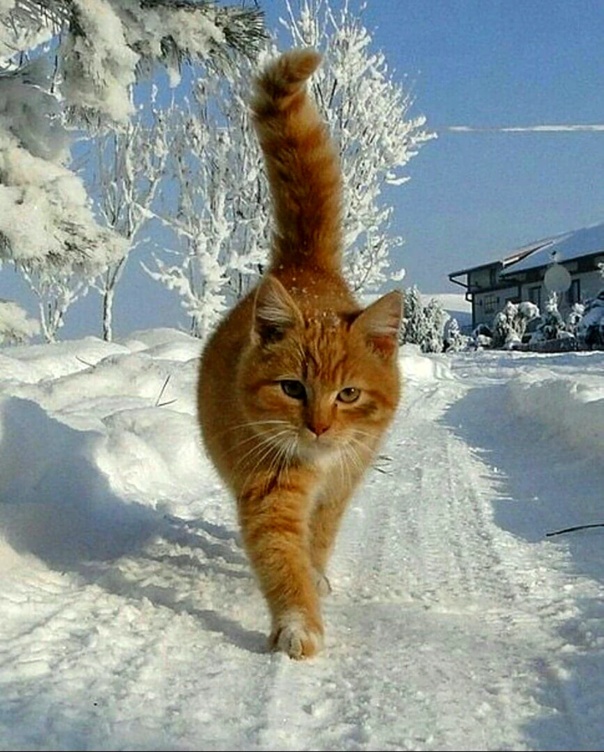 Зимние коты