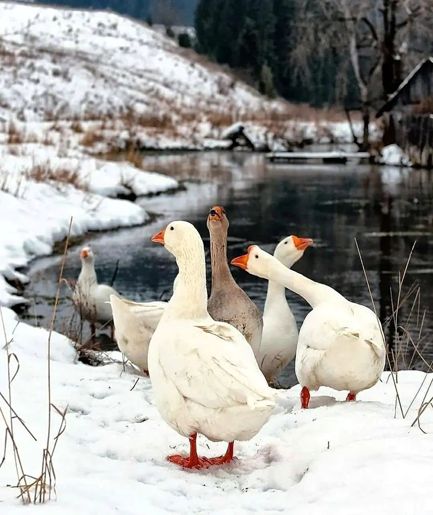 Зимний Гусь
