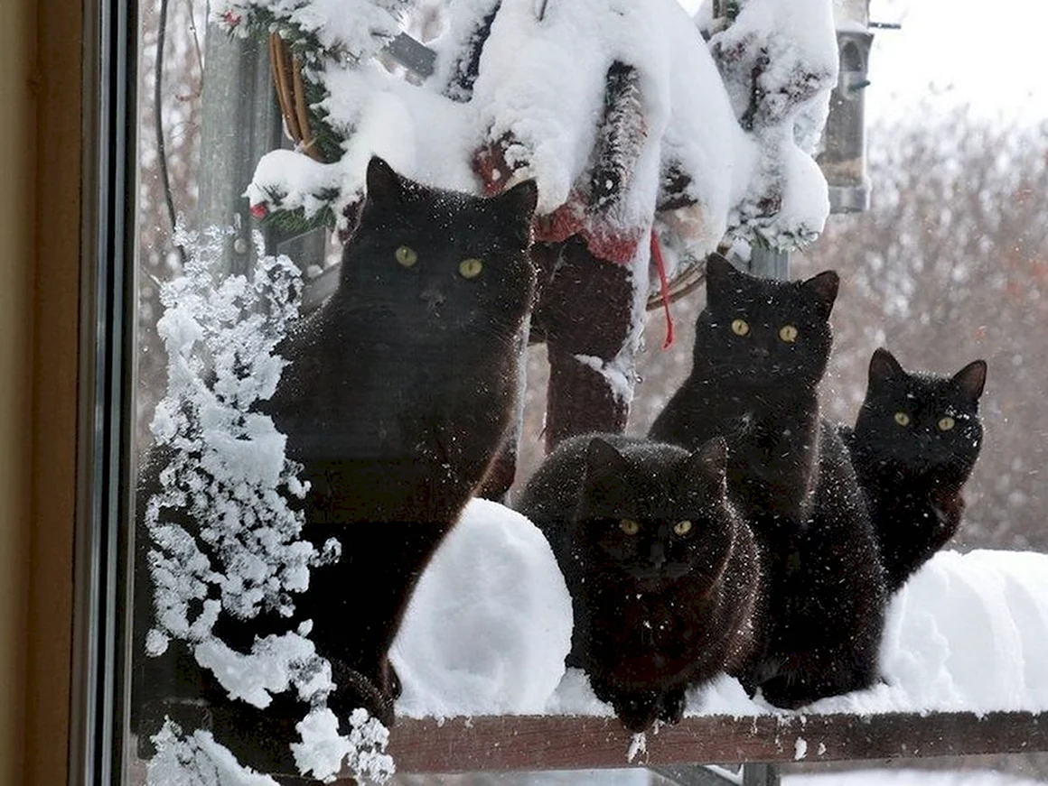 Зимний кот