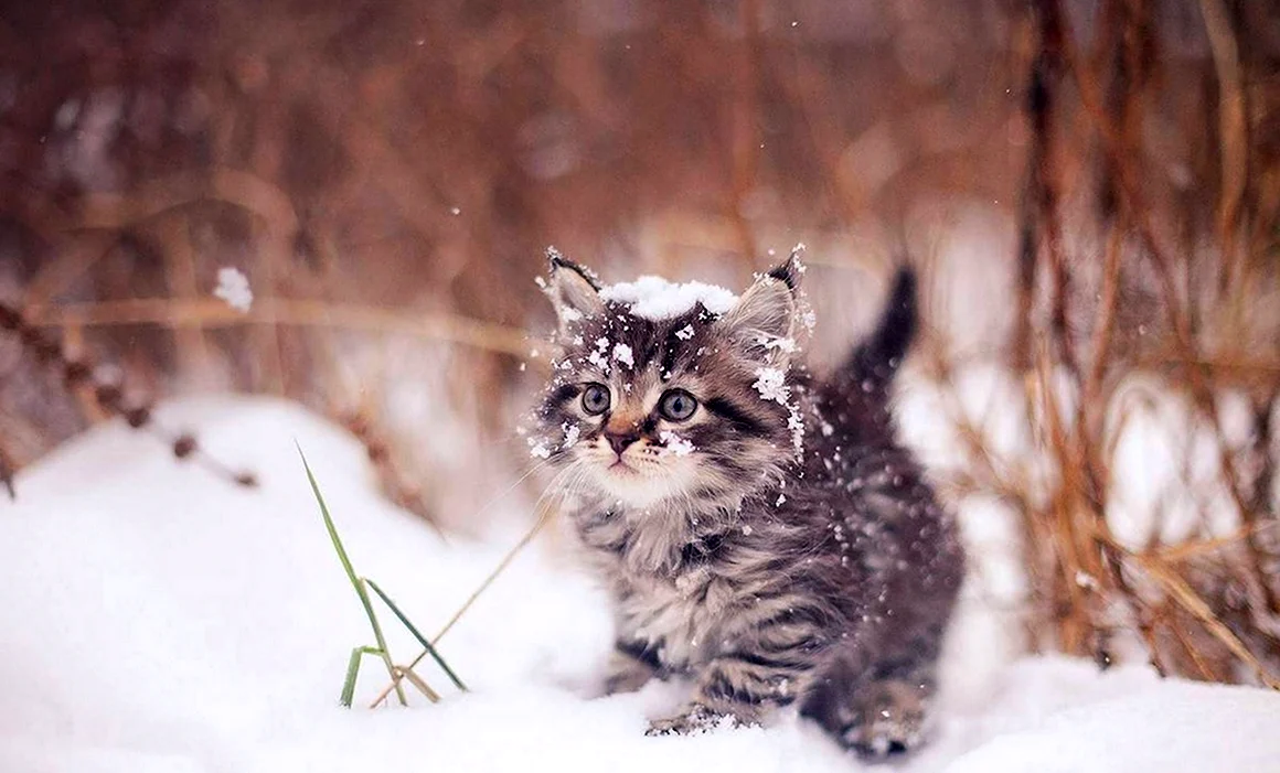 Зимний кот