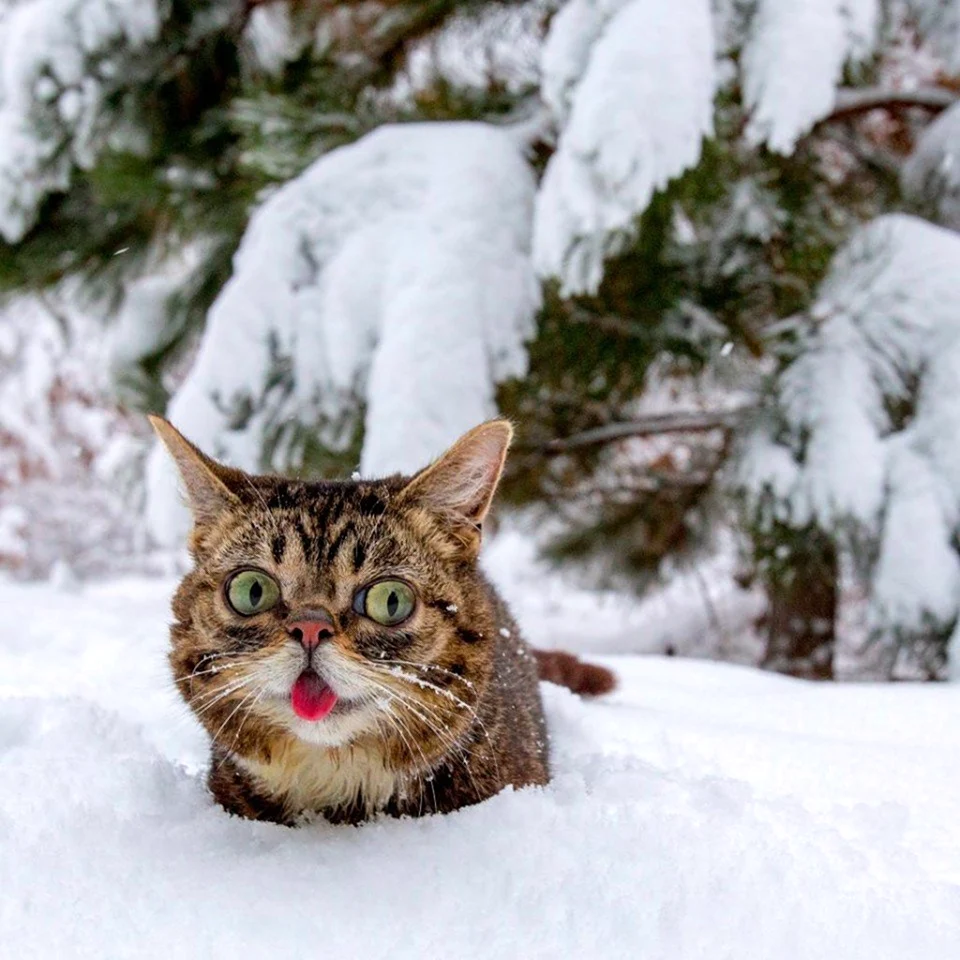 Зимний кот