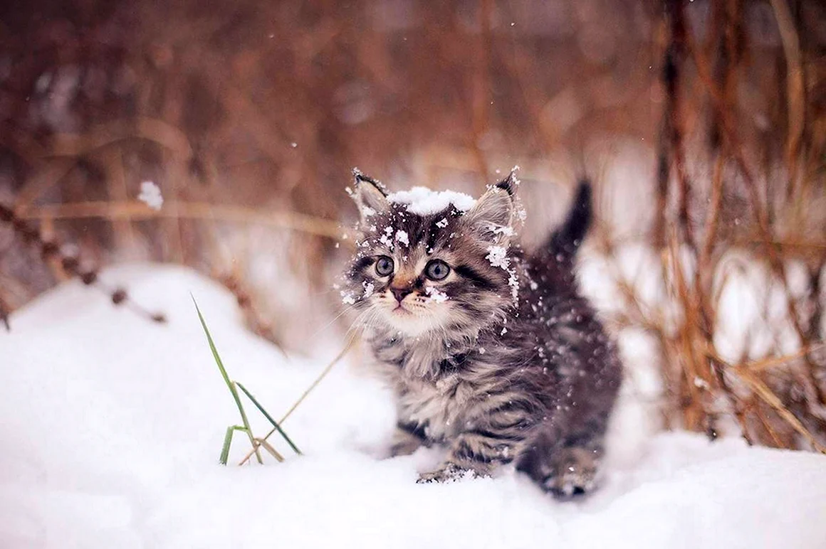 Зимний кот