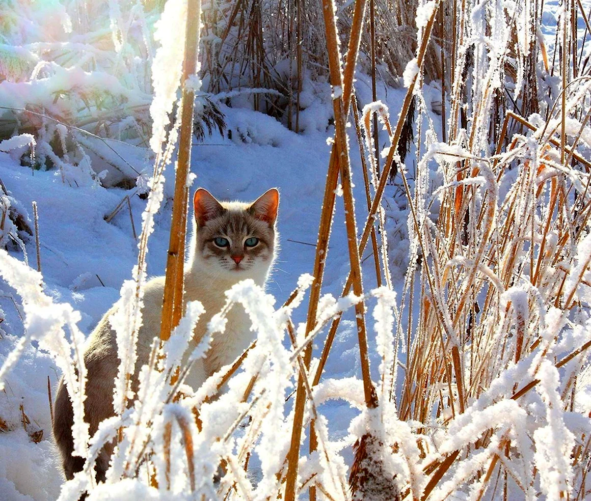 Зимний кот