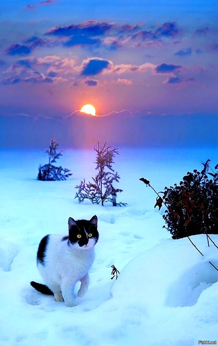 Зимний кот