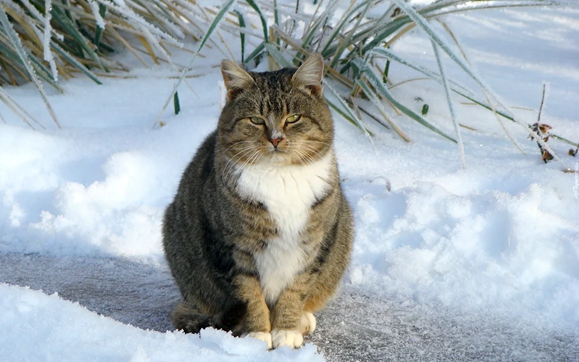 Зимний кот