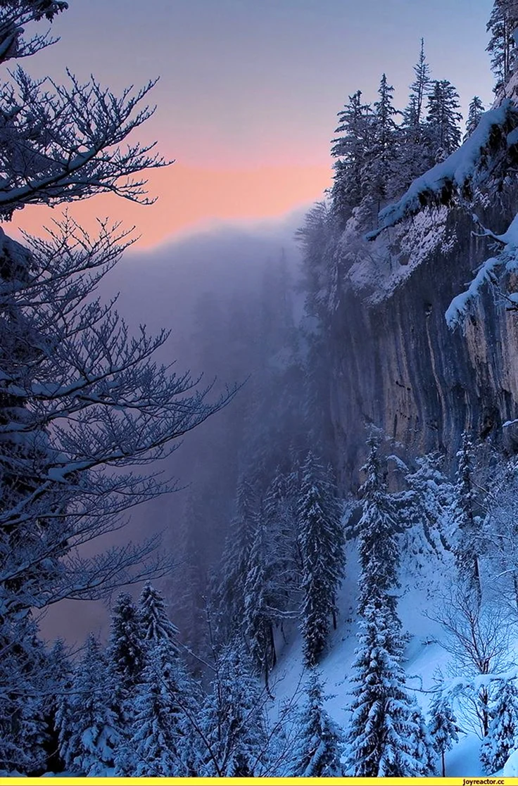 Зимний лес