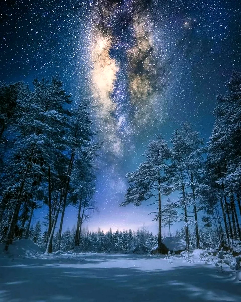 Зимний лес ночью