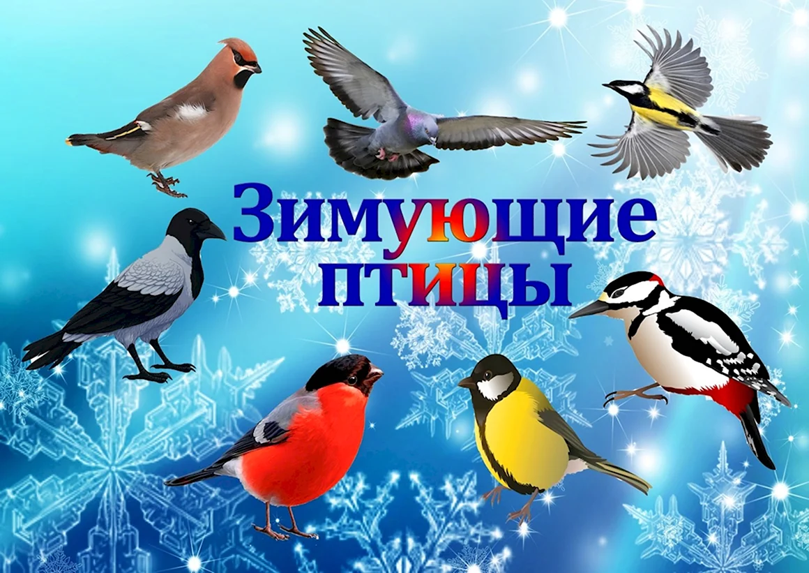 Зимующие птицы