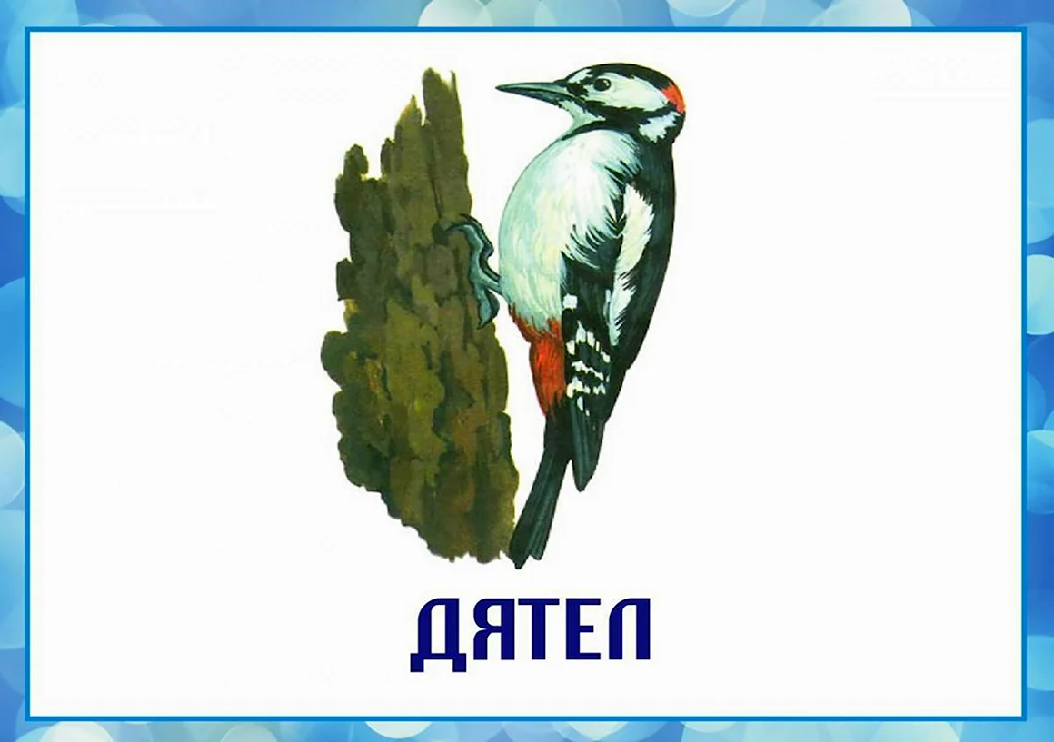 Зимующие птицы карточки для детей в детском саду