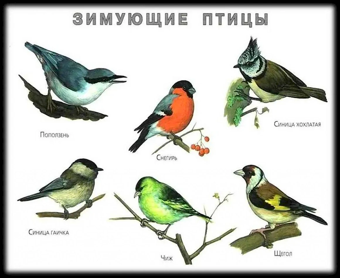 Зимующие птицы Ставропольского края