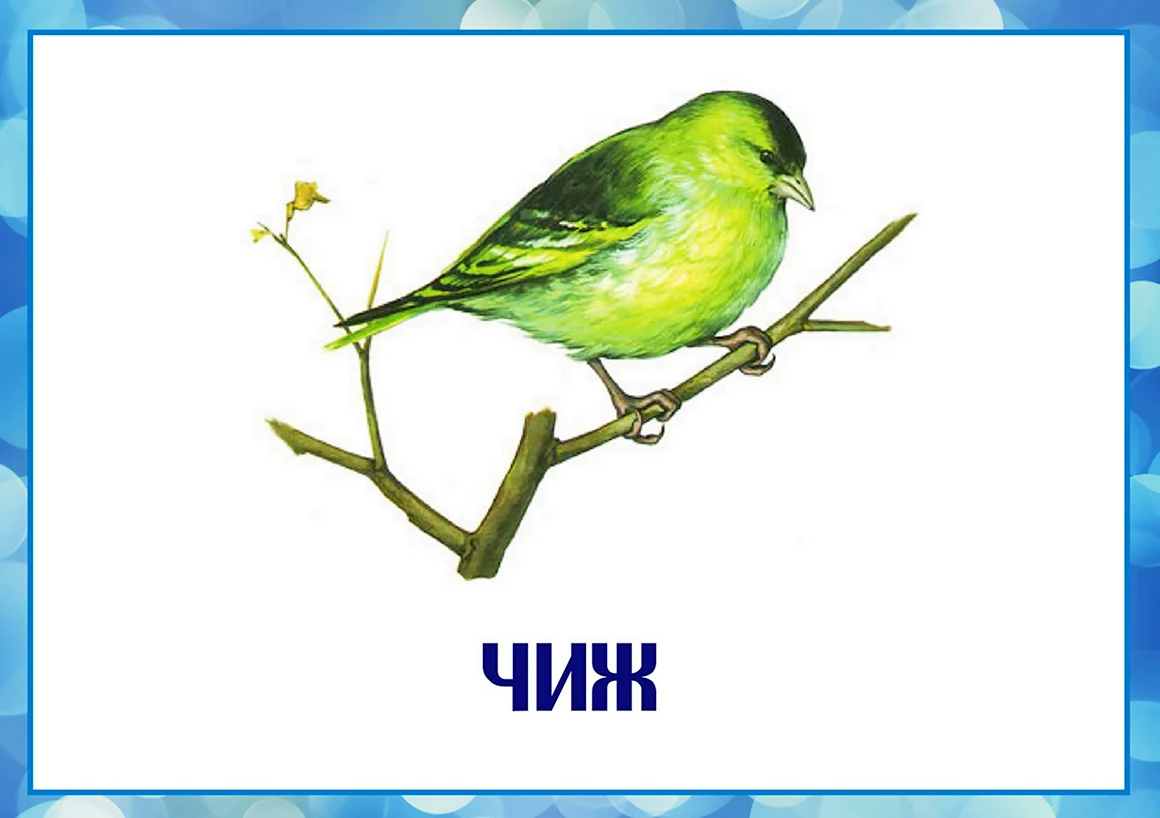 Зимующих птицах для детей Чиж