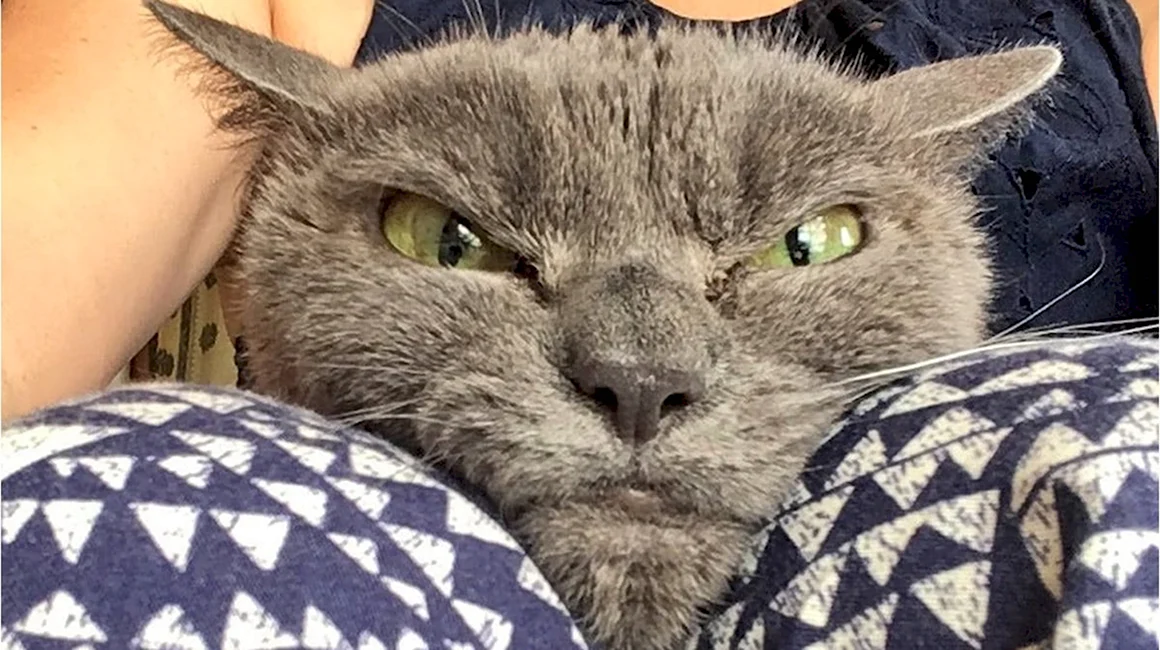 Злая кошка