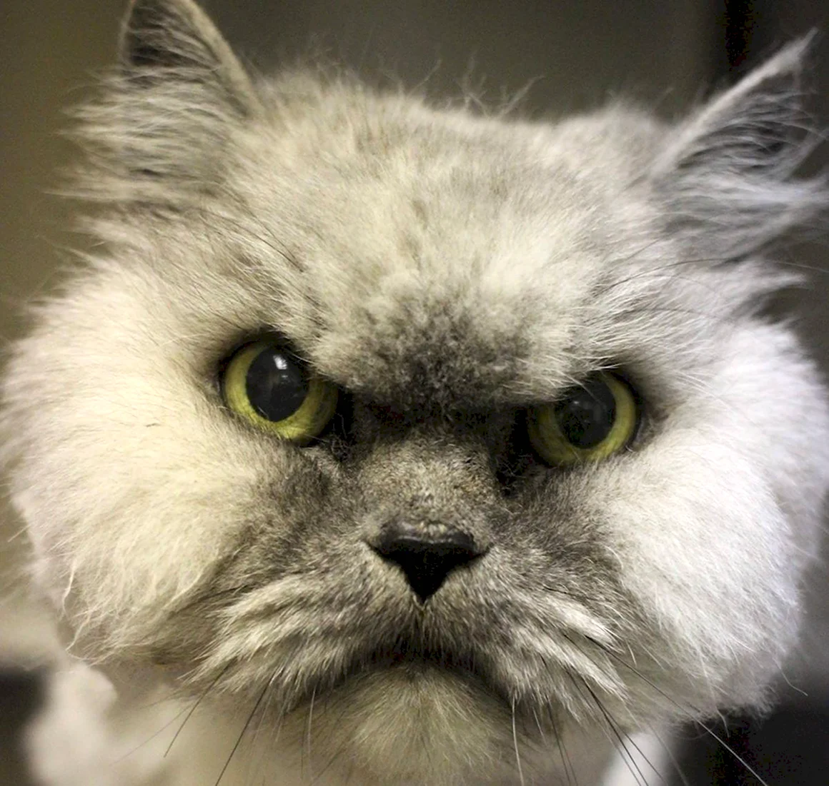 Злая кошка