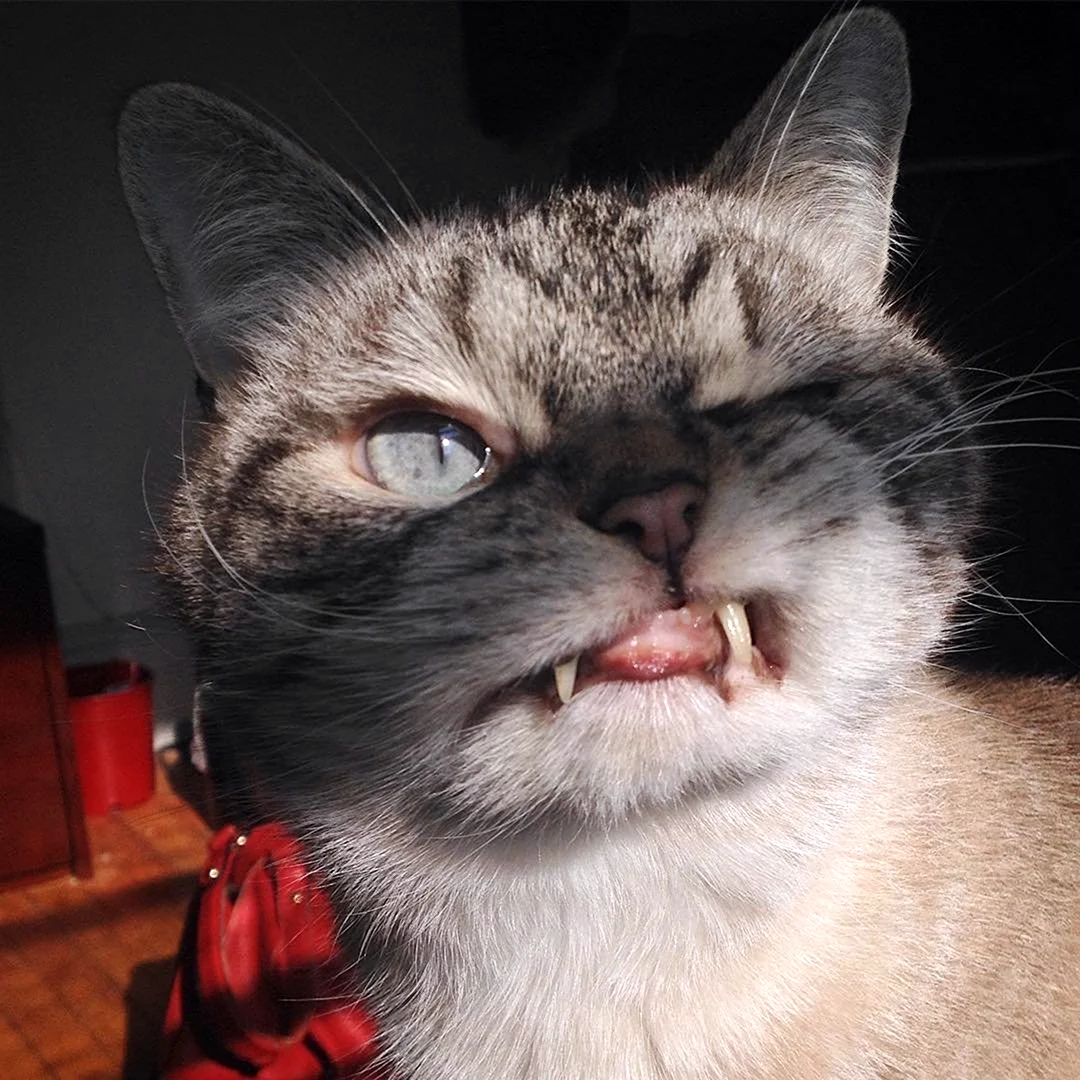 Злая кошка
