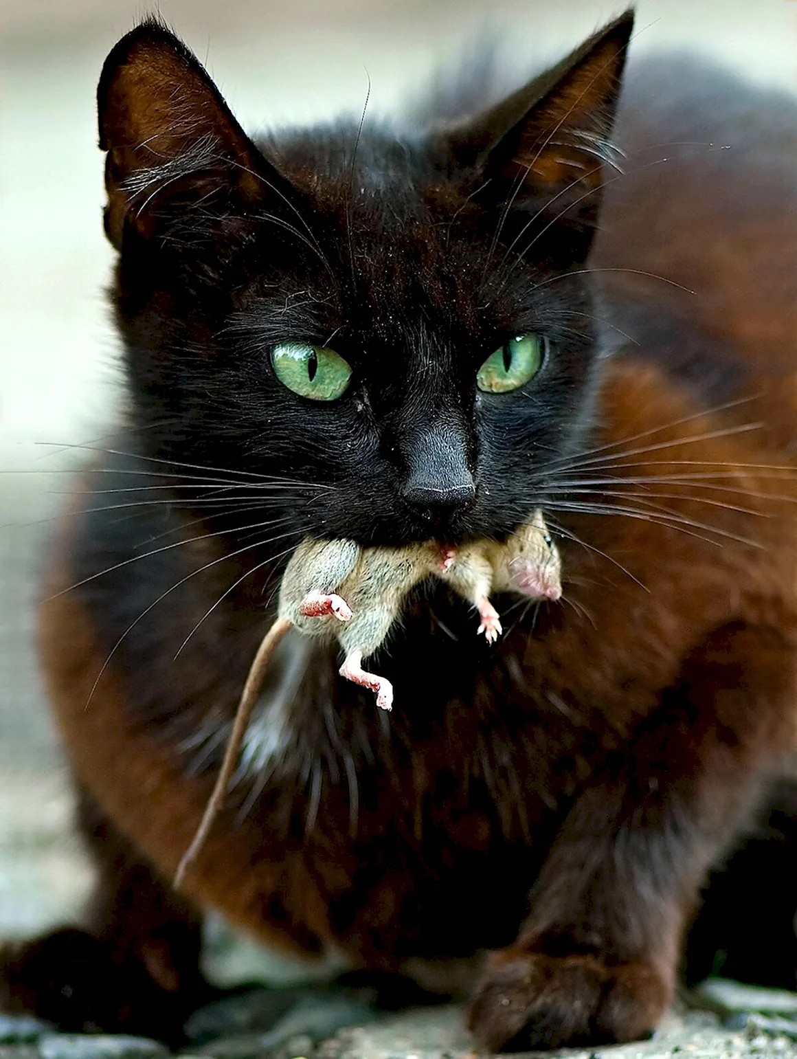 Злая кошка