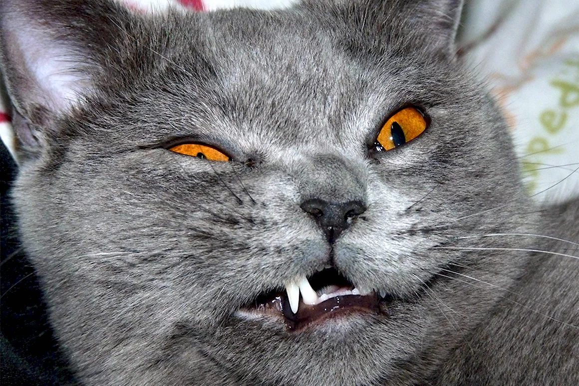 Злой британский кот