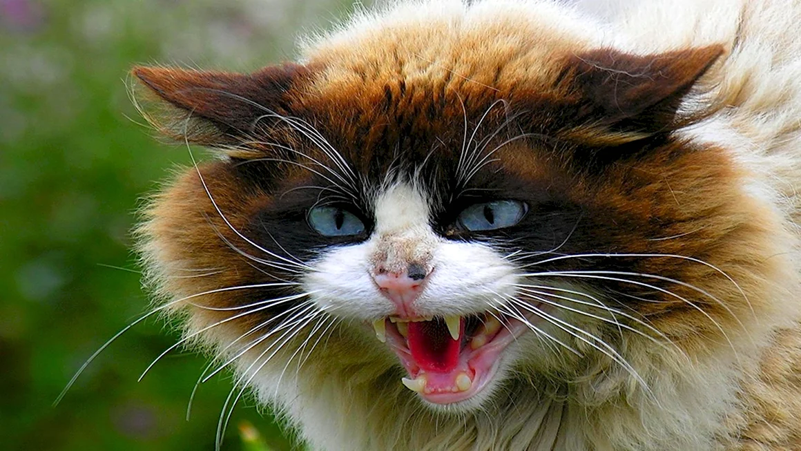 Злой кот