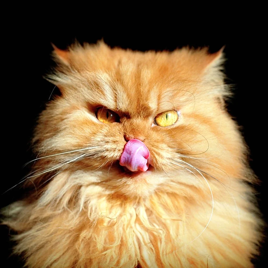 Злой кот