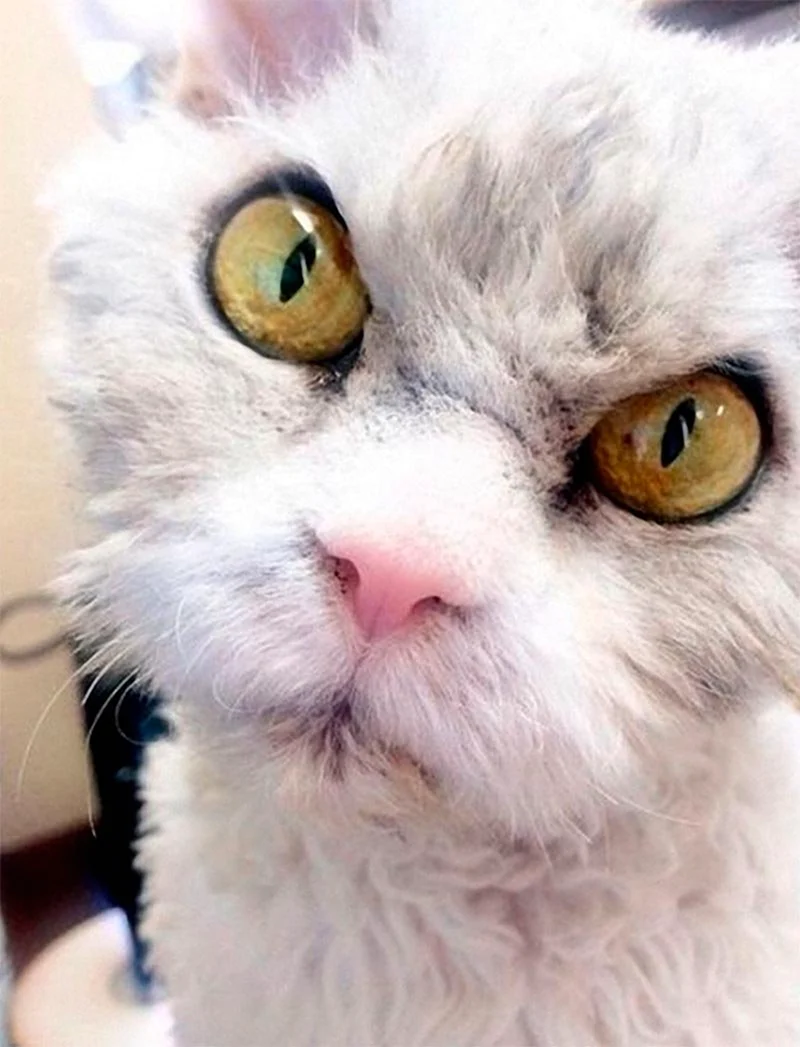 Злой котик