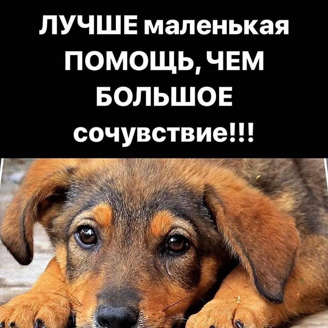 Знаешь чем отличается собака от человека