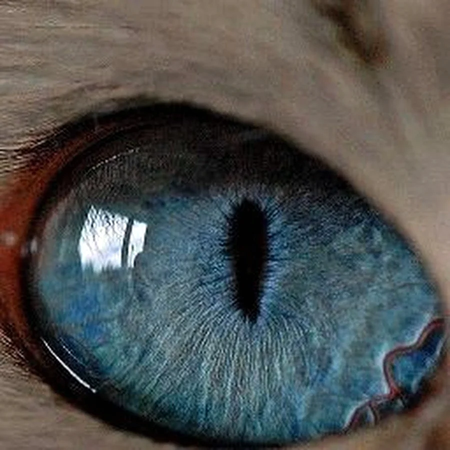 Зрачок кошки