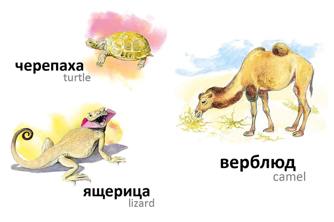 Звери жарких стран